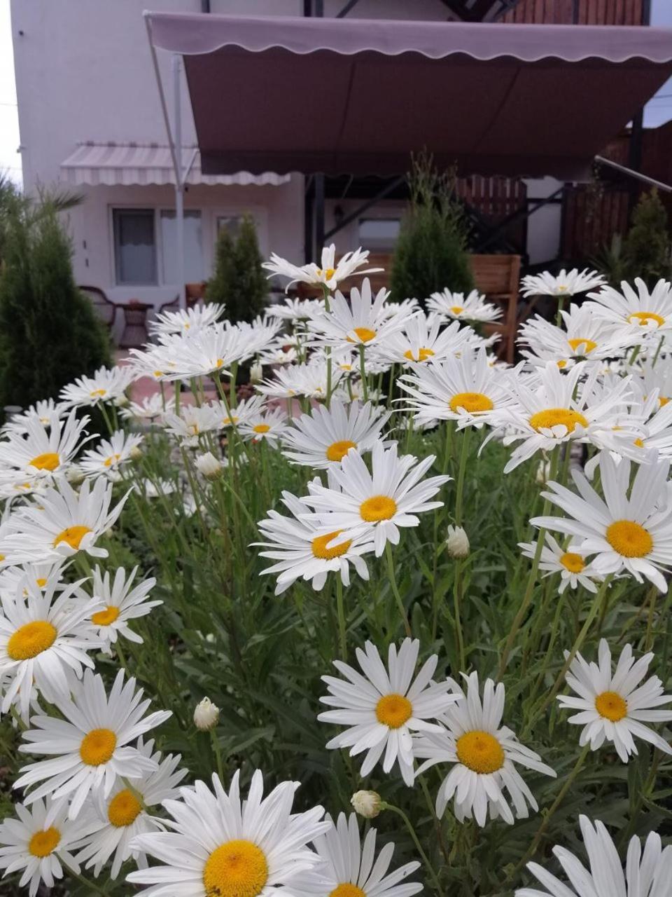 Hotel Collias Horezu Zewnętrze zdjęcie